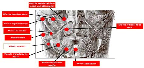 Músculos de los labios y la boca | Dolopedia