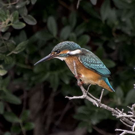 Common Kingfisher - Owen Deutsch Photography