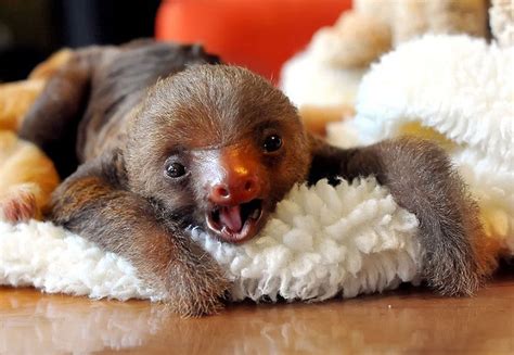 In pictures: Sloth sanctuary in Costa Rica