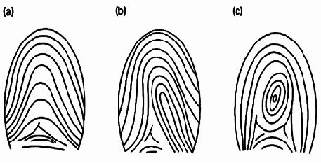 Major types of fingerprint patterns a) arch, b) loop, and c) whorl ...