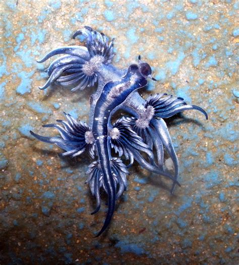 Blue dragon-glaucus atlanticus - a photo on Flickriver