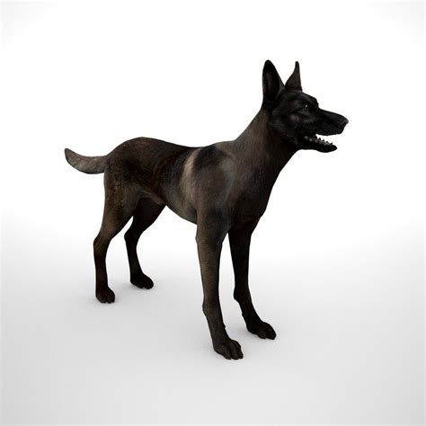 belgian malinois dark fawn 3D | Belgian malinois, Malinois, Belgian shepherd