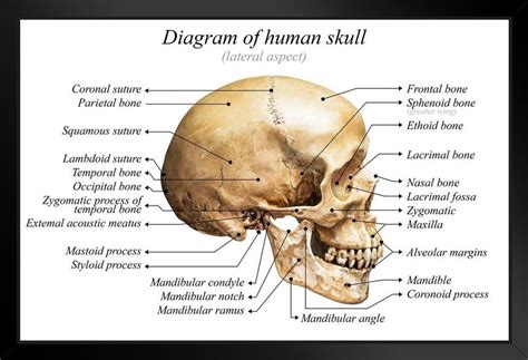 Human Skull Diagram Anatomy Educational Chart Framed Poster 20x14 inch ...