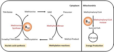 Vitamin B12 and folate have fundamental role in cellular metabolism ...