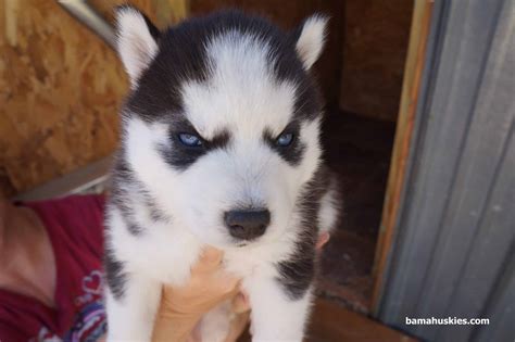 Husky puppies everywhere – Siberian Husky Puppies For Sale