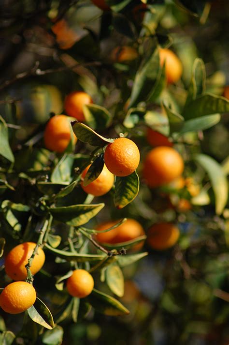 Nagami Kumquat (Fortunella margarita 'Nagami') in Reno Sparks Lake ...