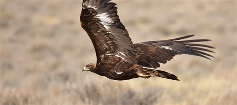 Golden eagles avoid humans, favor sagebrush - The Wildlife Society