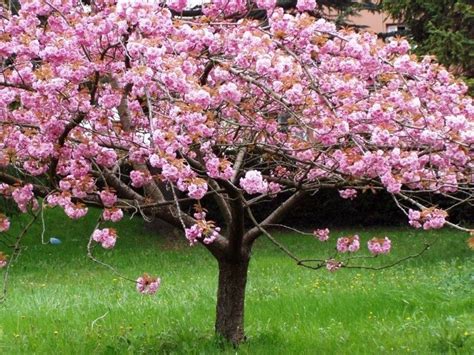 Arbol Ornamental Cerezo Sakura 1.4 A 2 Mts Altura - $ 1.626,00 en Mercado Libre