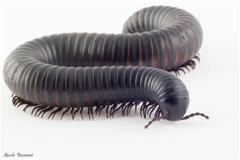 Giant African Millipede - Cincinnati Zoo & Botanical Garden