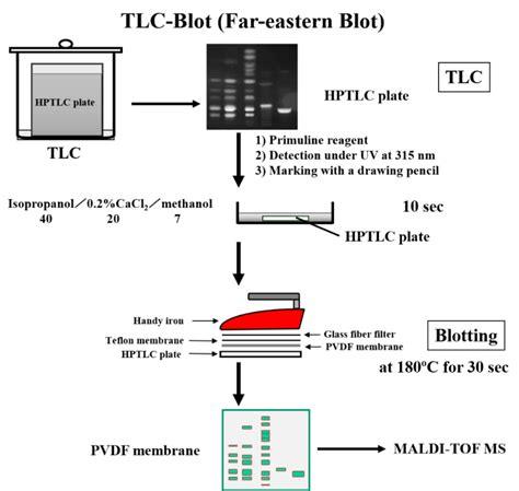 Eastern Blot Analysis