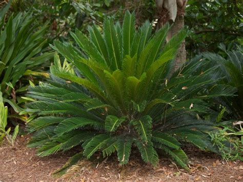 Sago Palm Care and Pruning - Information On Pruning Sago Palms