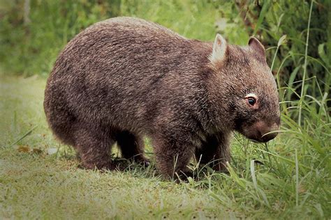 Wombat Australia