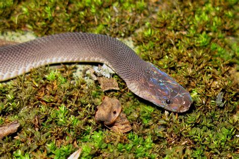 Le serpent arc-en-ciel et 162 autres espèces découvertes en 2015 en ...