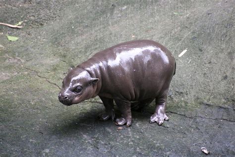 This Baby Pygmy Hippo Is The Cutest Thing On Planet Earth (No Arguing Please)