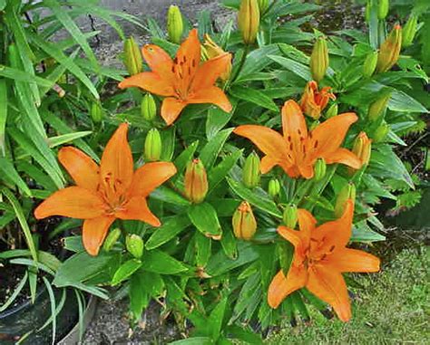 Wild Orange Daylilies Photograph by Jay Milo