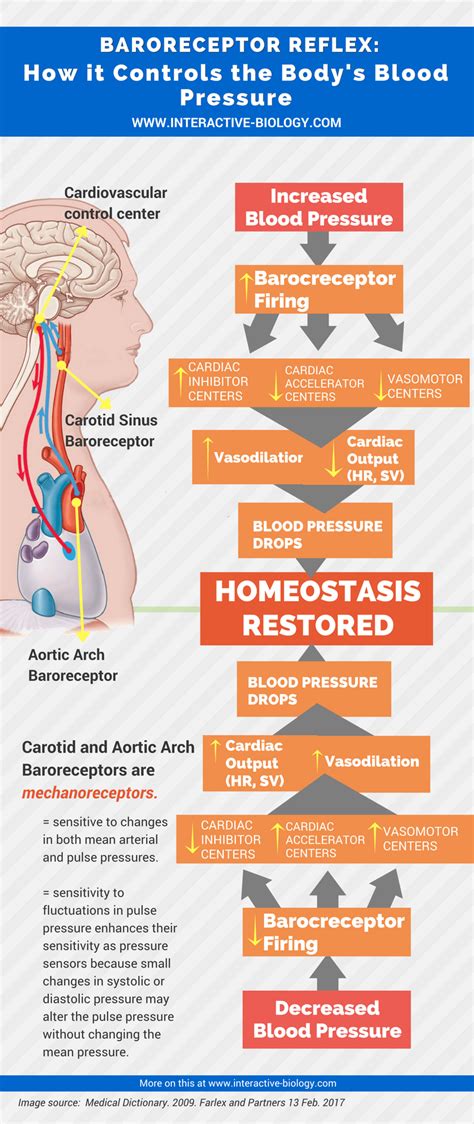 Blood Pressure: Short-term and Long-term Control Measures - Interactive Biology, with Leslie Samuel