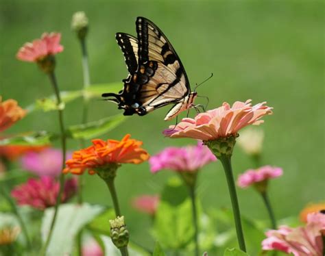 Zinnia Insect Pests & Diseases | Home & Garden Information Center