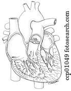Clipart of Simplified heart anatomy. ks06b_labeled - Search Clip Art, Illustration Murals ...