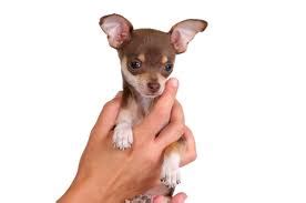 Finding Good Chihuahua Breeders - Chihuahua Training Tips