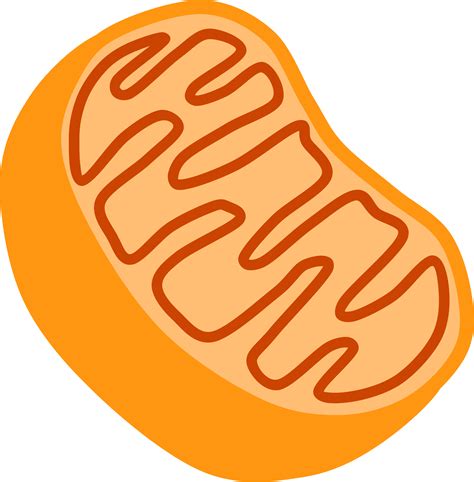 Mitochondria Diagram With Labels