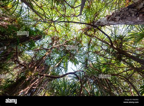 Tall treetops at the Rainforest Boardwalk, Cairns Botanic Gardens, Edge ...