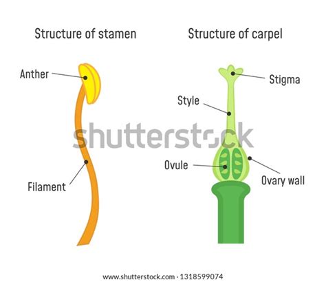 Structure Stamen Carpel Flower Part Diagram Stock Vector (Royalty Free ...