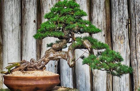 How to Shape Bonsai Using Bonsai Wire? - Hooked on Bonsai