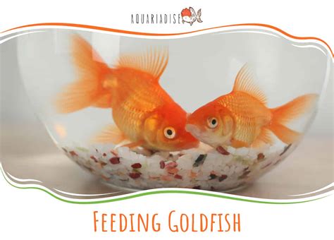 Feeding Goldfish - Aquariadise