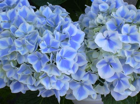 Light blue flower Free Photo Download | FreeImages