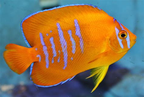 Absolutely Fish Photo Gallery - Angelfish