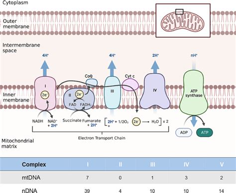 Oxidative phosphorylation (OXPHOS) overview. OXPHOS takes place in the ...