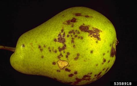 pear scab (Venturia pirina ) on pear (Pyrus spp. ) - 5358918