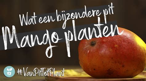 #VanPitTotPlant - Mango plant uit een Mango pit - YouTube