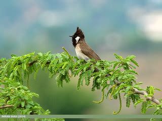 Himalayan Bulbul (Aves Tennantus) | Himalayan Bulbul (Aves T… | Flickr