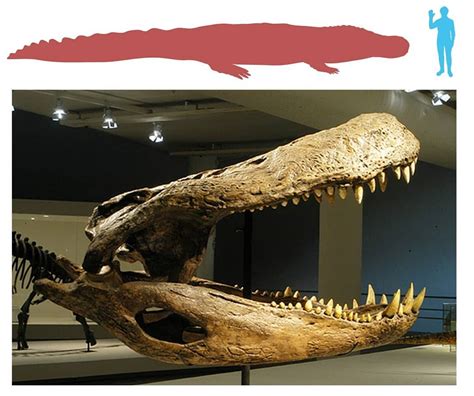 paleontologyworld.com ได้แชร์รูปภาพ “Purussaurus skull 😱😱😱 ...