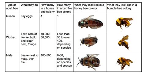 Hoodoo Hill: Bees