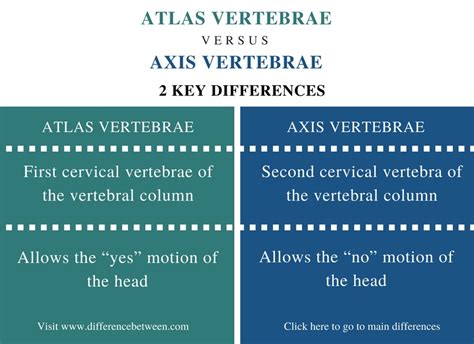 Difference Between Atlas and Axis Vertebrae | Compare the Difference Between Similar Terms