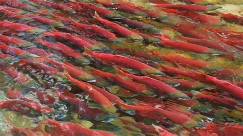 Where to watch the Fraser River sockeye salmon return | CBC News