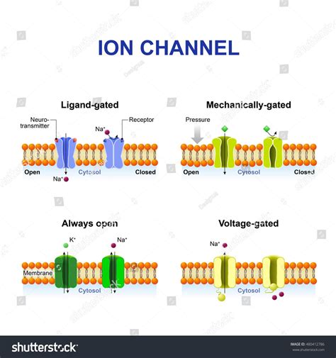 Ligand Gated Ion Channels