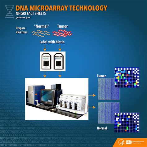 DNA Microarray Technology Fact Sheet | NHGRI