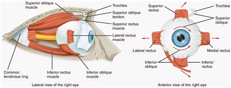 All things eye | Por Yong Ming: What is the Bates method and does it ...