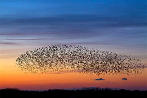 There are 50 billion wild birds on Earth – but four species dominate | New Scientist