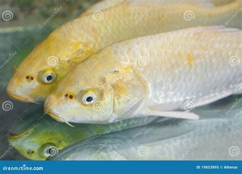 Golden koi stock image. Image of colors, large, orange - 19853895