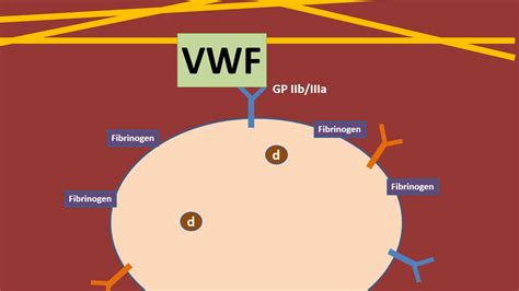 Platelets and Von Willebrand Factor animation - YouTube