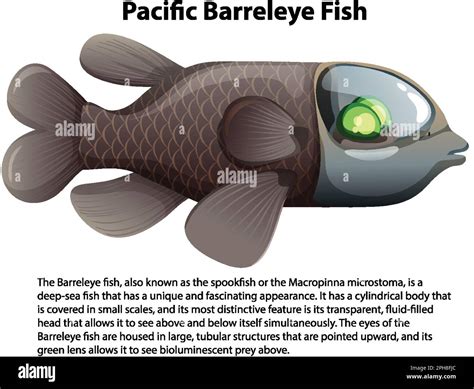 Pacific Barreleye Fish with Informative Text illustration Stock Vector Image & Art - Alamy