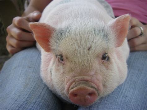 Quinn...our Vietnamese Potbellied Pig | Anmlnut | Pinterest