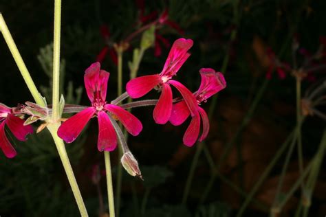 Pelargonium sidoides DC. | Plants of the World Online | Kew Science