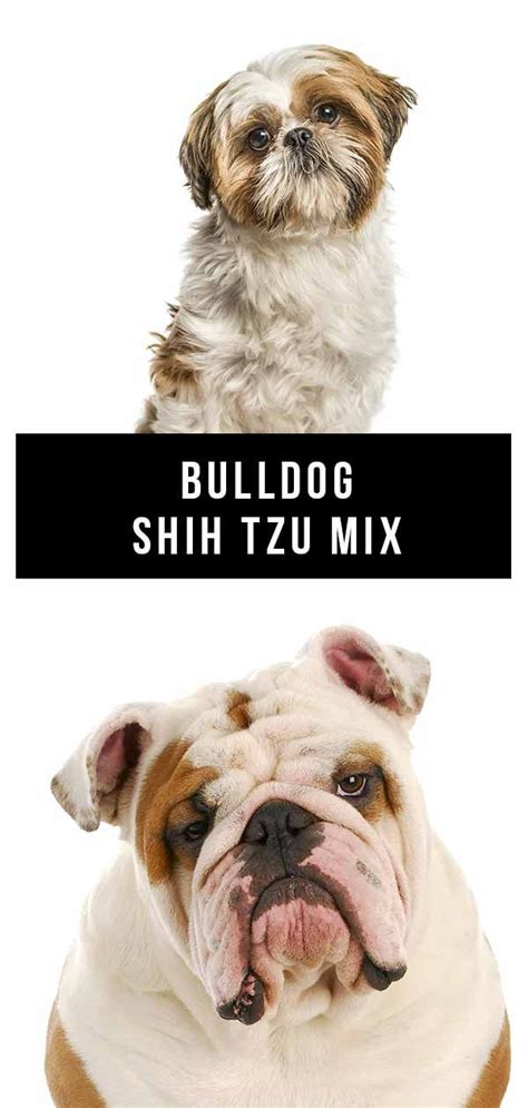 Bulldog Shih Tzu mix | Shih tzu mix, Shih tzu, Shih tzu puppy