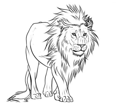 Lion Drawing Pencil Art Sketch, PNG, 891x680px, Lion, Art, Art Museum, Artwork, Big Cats ...