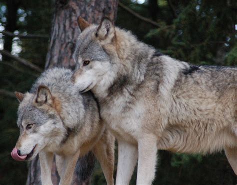 International Wolf Center » Blog Archive » Canada